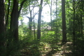 View of the cottage from the woods behind the back yard