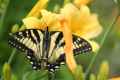 Butterflies like the lilies in front of the porch