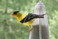 Goldfinch