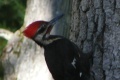 Pileated woodpecker